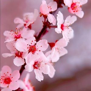 What my goals are/why I’m using this app 💕🌸